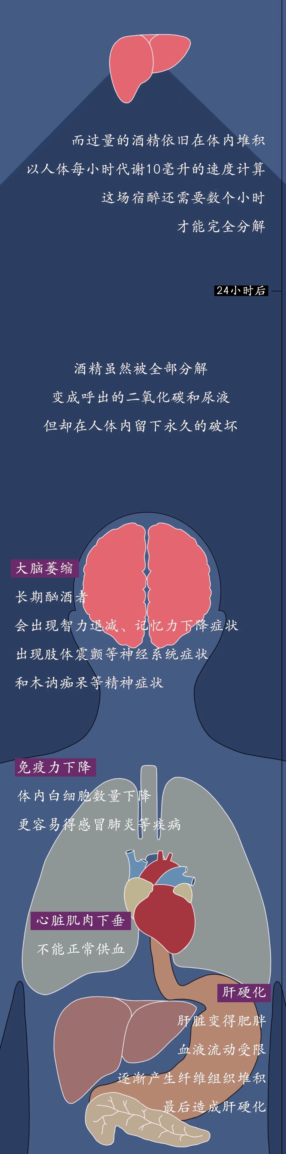 酒精进入体内的24小时