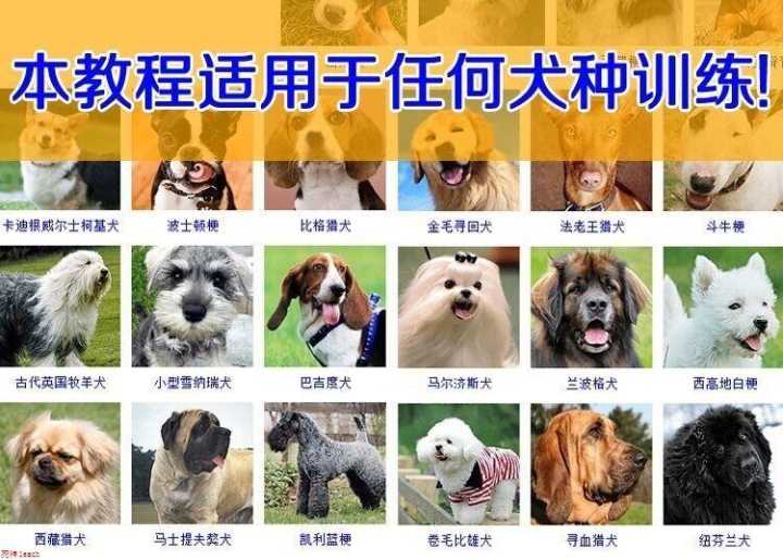 2020训练狗乖乖听人话教程
