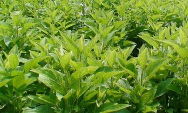 现在什么种植赚钱?种植赚钱就看这里