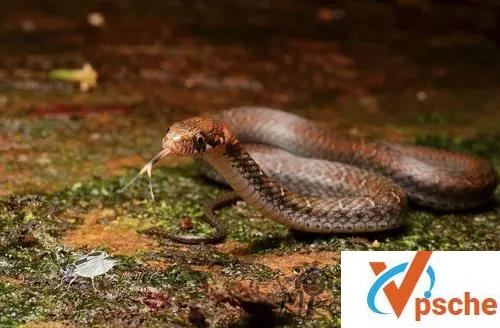 [纪录片]《冷血生命》高清英语中字幕视频百度云下载