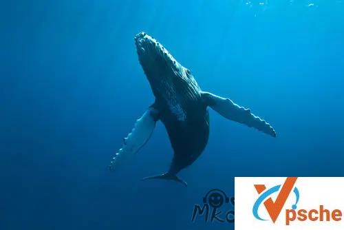 [纪录片]《秘境星球》英语中字高清视频百度云下载