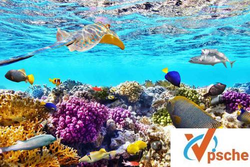 [纪录片]《大堡礁》高清英语中字幕视频百度云下载