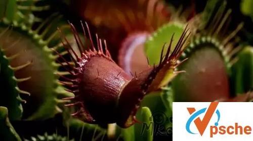 [纪录片]《植物私生活》英语中字高清视频百度云下载