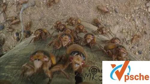 [纪录片]《大自然不可思议的入侵》英语带中字视频下载