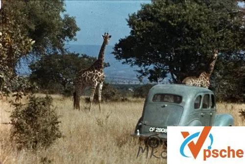 [纪录片]《爱长颈鹿的女人》英语中字高清视频下载