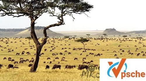 [纪录片]《超级生物群》英语中文字幕百度云下载