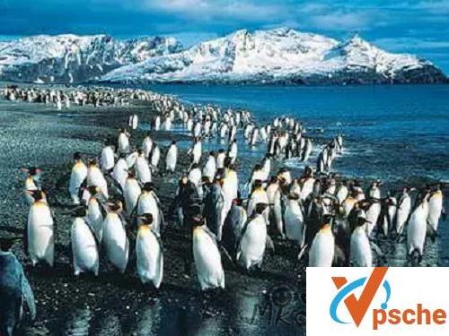 [纪录片]《企鹅岛》英语中字高清视频百度云下载