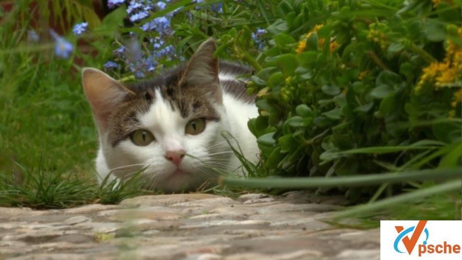 BBC纪录片《猫咪观察》三部曲百度云