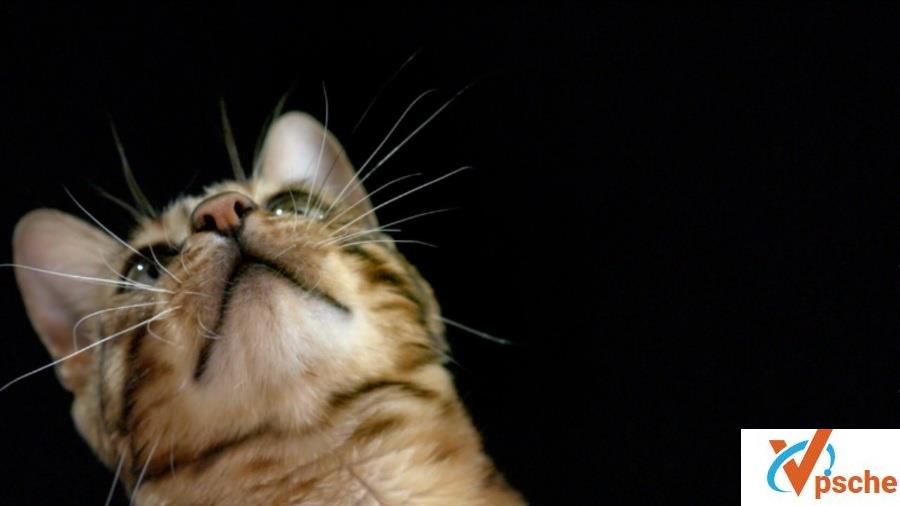 BBC纪录片《猫咪观察》三部曲百度云