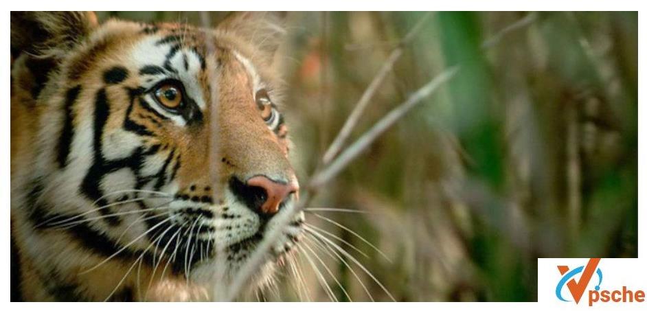 [纪录片][国语版BBC纪录片合集][人类星球+动物世界题材10部][百度云下载]