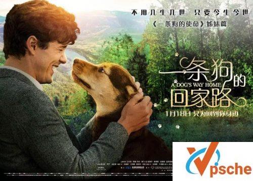 一条狗的回家路