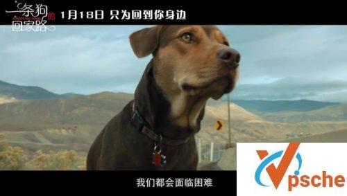 一条狗的回家路