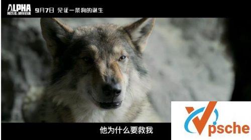 阿尔法：狼伴归途