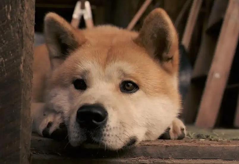 [欧美电影][2009年家庭剧情电影]《忠犬八公的故事》+中英双字在线播放[RMVB/354.71MB][百度云网盘下载]