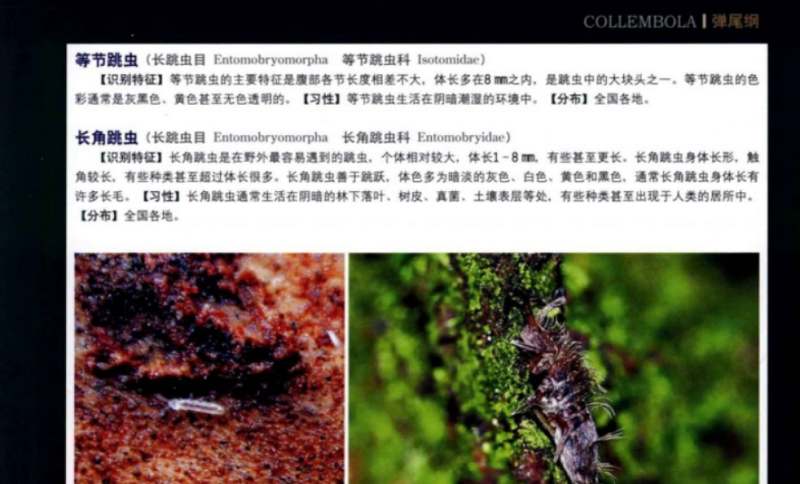 认知升级-《中国昆虫生态大图鉴》全691页电子文档合集 认知升级-《中国昆虫生态大图鉴》全691页电子文档合集